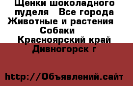 Щенки шоколадного пуделя - Все города Животные и растения » Собаки   . Красноярский край,Дивногорск г.